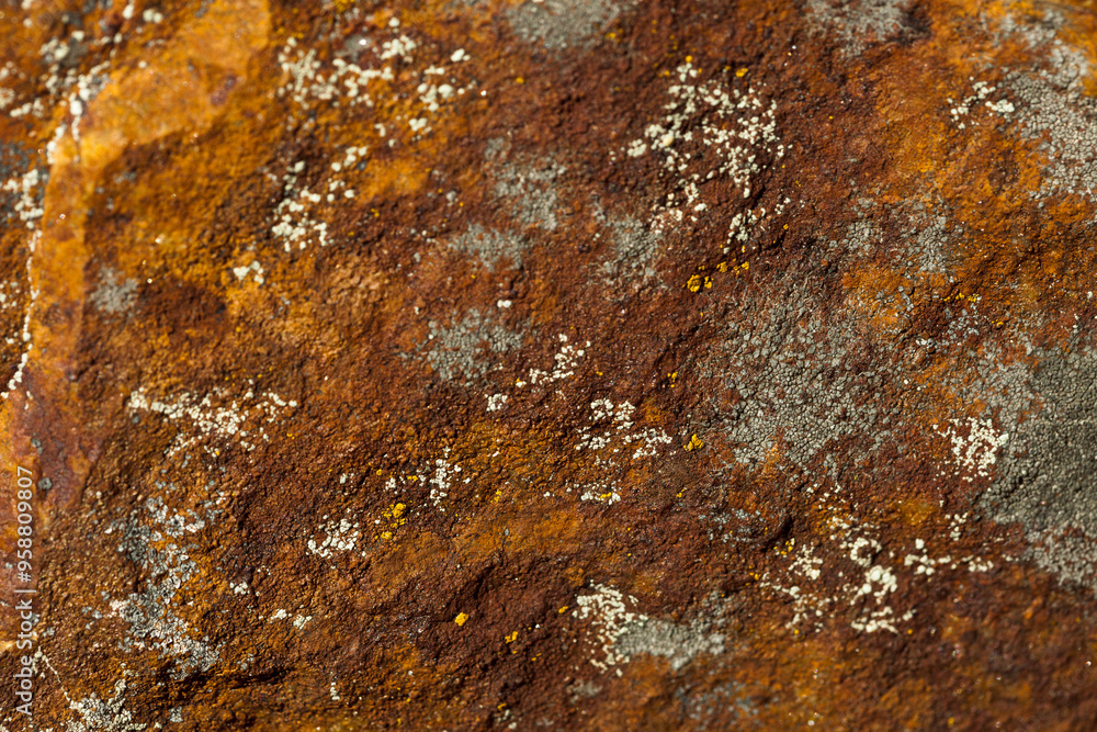 Lichen Lichen