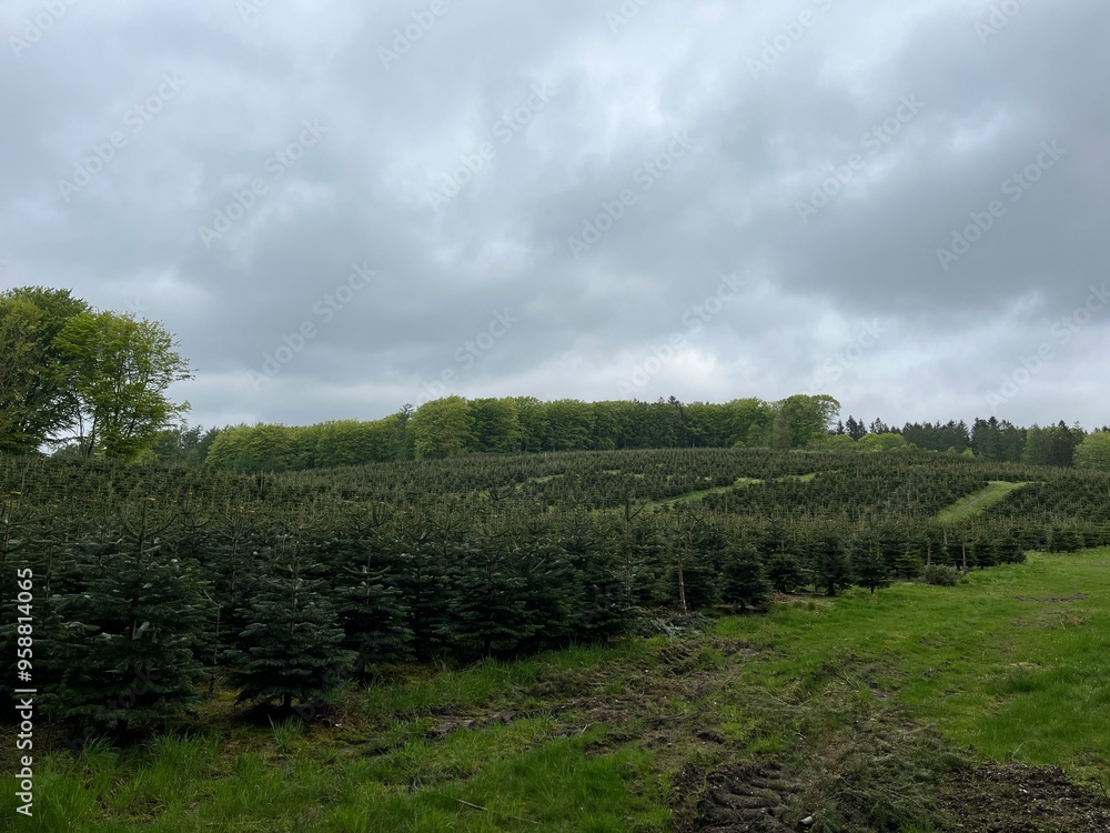 Fototapeta premium tree on a hill