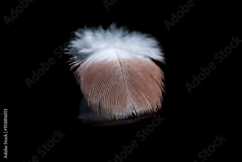 Macro shot of a soft, delicate feather lying on a reflective black surface, showcasing its intricate details and beauty. photo