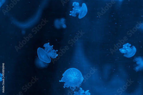 underwater photography jellyfish Phyllorhiza punctata, Australian spotted jellyfish photo