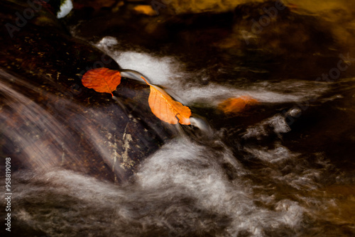 Feuille sous l'eau