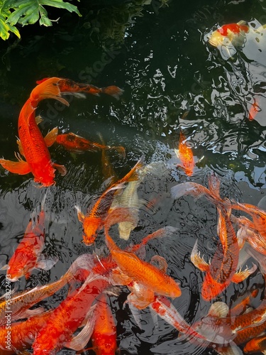 Koi pond