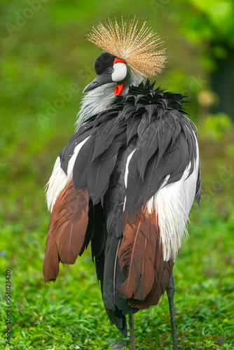 grey crowned crane