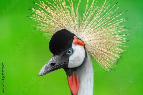 grey crowned crane