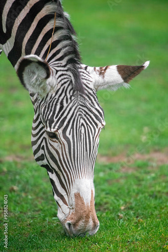 zebra eating grass