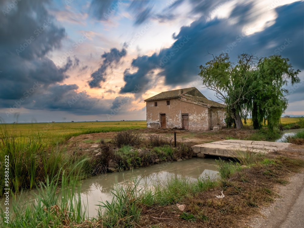 Rice fields in the Albufera of Valencia (Spain) Rice fields in the Albufera of Valencia (Spain)