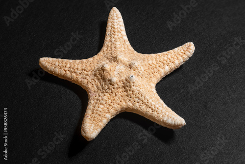 starfish macro close-up