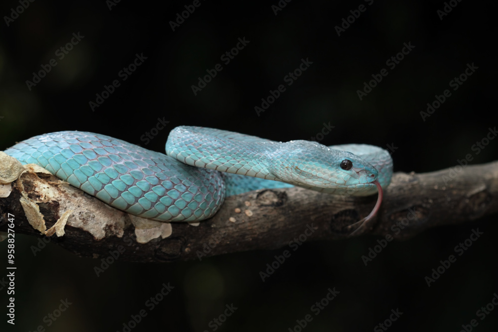 Fototapeta premium Blue viper snake close-up on branch,blue insularis,Trimeresurus Insularis