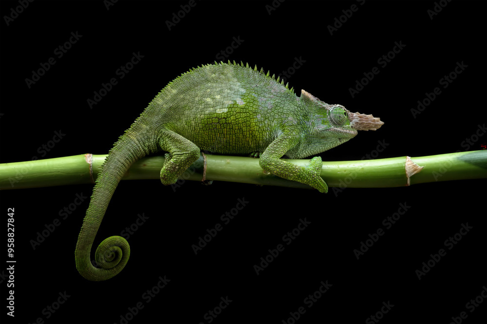 Fototapeta premium Fischer chameleon on a branch with black background