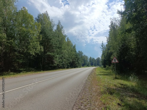 Kurtuvenai regional park during sunny day. Pine tree forest. Footpath in woodland. Moss growing on soil. Some small grass and tress growing in woods. Summer season. Kurtuvenu regioninis parkas.