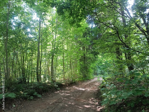 Kurtuvenai regional park during sunny day. Pine tree forest. Footpath in woodland. Moss growing on soil. Some small grass and tress growing in woods. Summer season. Kurtuvenu regioninis parkas.