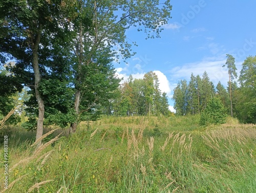 Kurtuvenai regional park during sunny day. Pine tree forest. Footpath in woodland. Moss growing on soil. Some small grass and tress growing in woods. Summer season. Kurtuvenu regioninis parkas. photo