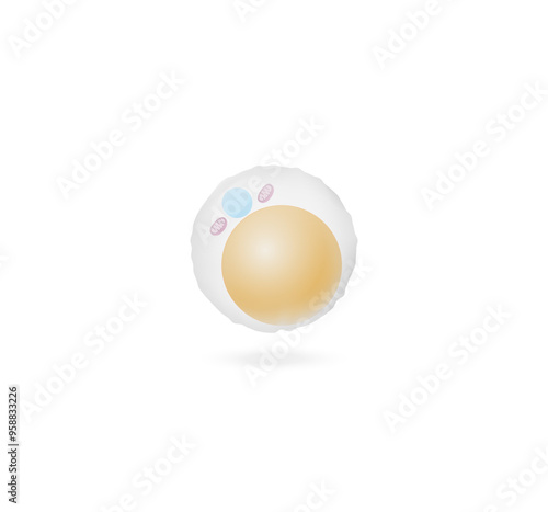 White fat cells. Adipocytes. Lipid droplets. Adipose tissue. Vector illustration.	