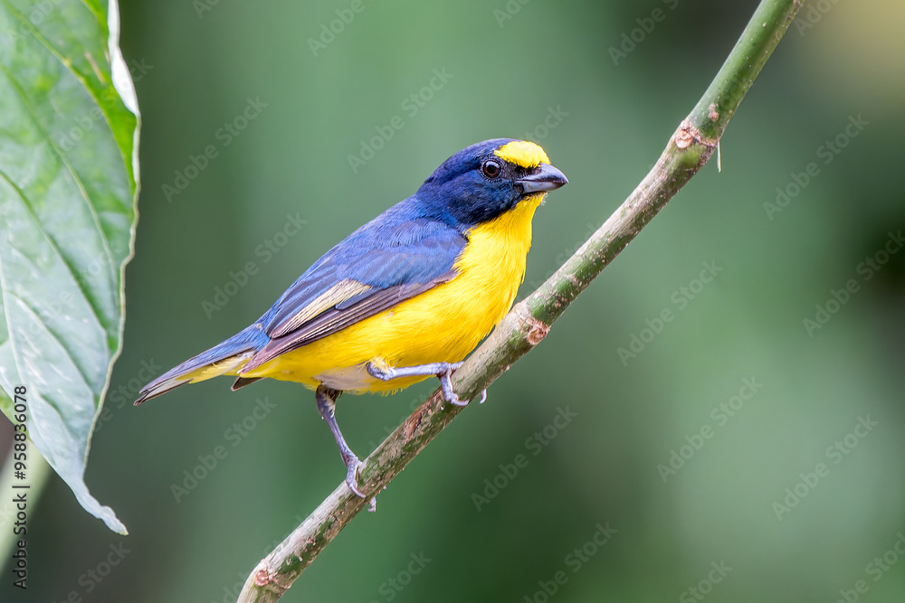 Male Yellow-throated Euphonia (Euphonia hirundinacea) Displaying Vibrant Plumage Male Yellow-throated Euphonia (Euphonia hirundinacea) Displaying Vibrant Plumage
