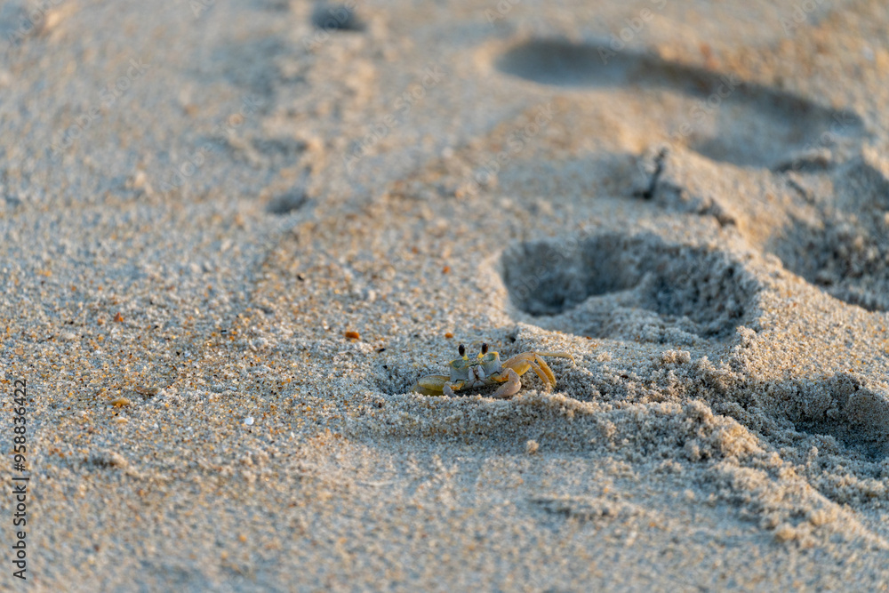 Ghost crab popping out of its hole on the beach. Nags Head, North Carolina Outer Banks Ghost crab popping out of its hole on the beach. Nags Head, North Carolina Outer Banks