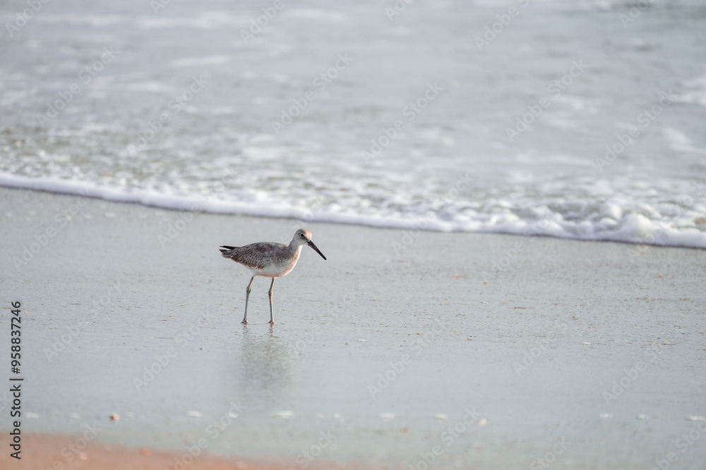 Willet or Sanderling looking for food on a Nags Head Beach in the Outer Banks of North Carolina
