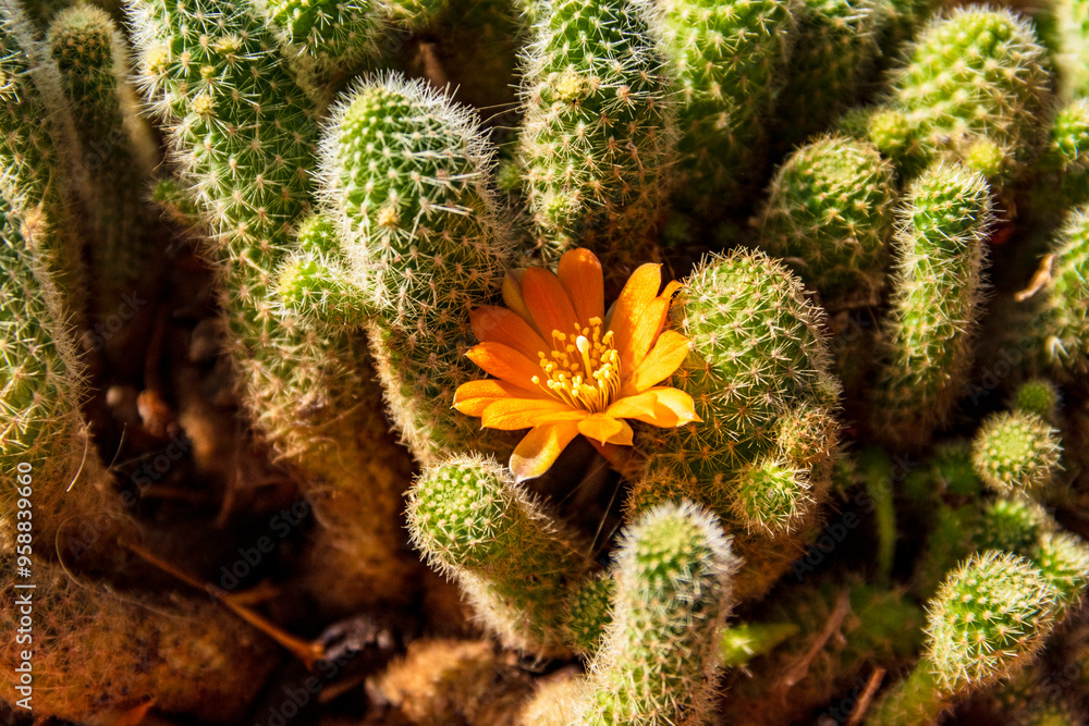 Rebutia fabrisii and its yellow flower in summer Rebutia fabrisii and its yellow flower in summer