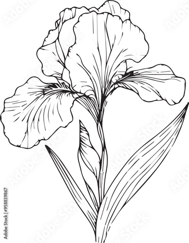Vector illustration of beautiful iris flowers bouquet, hand-drawn coloring book of artistic, blossom flowers iris isolated on white background, sketch art leaf branch botanic collection 