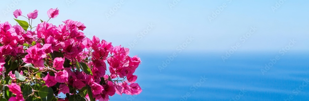 Flowering bougainvilleas and panoramic ocean background in copyspace Flowering bougainvilleas and panoramic ocean background in copyspace