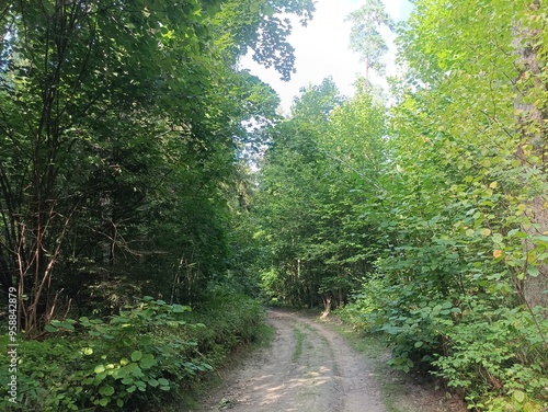 Kurtuvenai regional park during sunny day. Pine tree forest. Footpath in woodland. Moss growing on soil. Some small grass and tress growing in woods. Summer season. Kurtuvenu regioninis parkas.