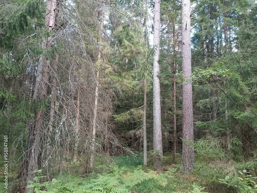 Kurtuvenai regional park during sunny day. Pine tree forest. Footpath in woodland. Moss growing on soil. Some small grass and tress growing in woods. Summer season. Kurtuvenu regioninis parkas. photo