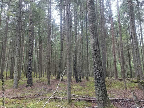 Kurtuvenai regional park during sunny day. Pine tree forest. Footpath in woodland. Moss growing on soil. Some small grass and tress growing in woods. Summer season. Kurtuvenu regioninis parkas. photo