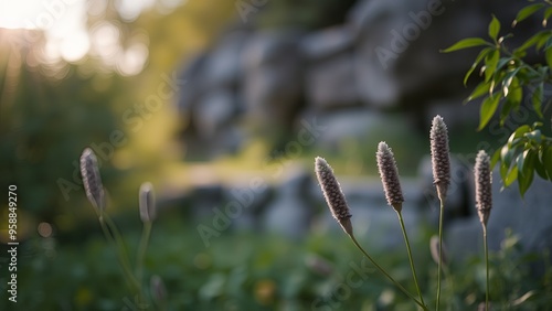 Soft, delicate flower buds stand tall in the light. photo