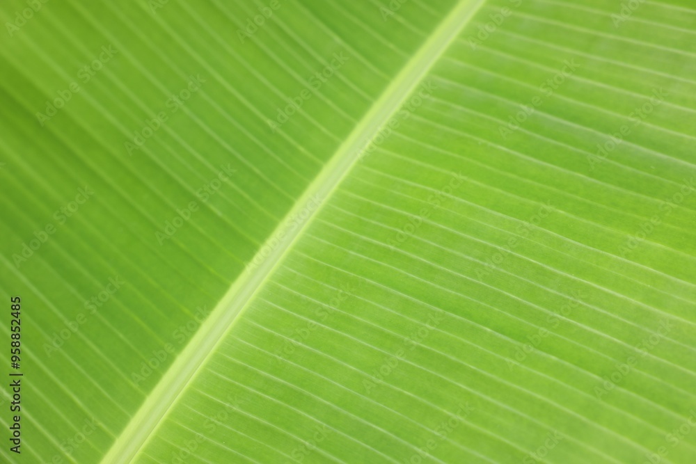Beautiful green banana tree leaf as background, closeup Beautiful green banana tree leaf as background, closeup