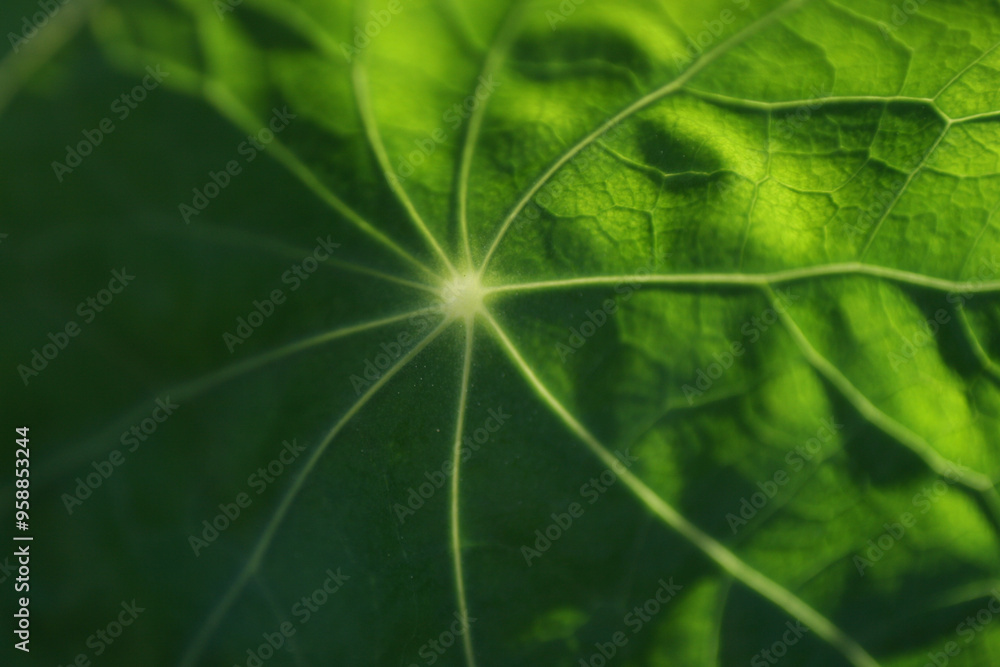 flora flora