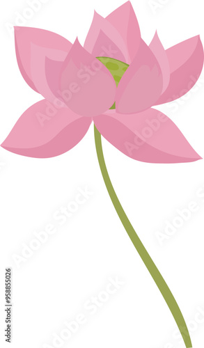Lotus flower illustration on transparent background.
