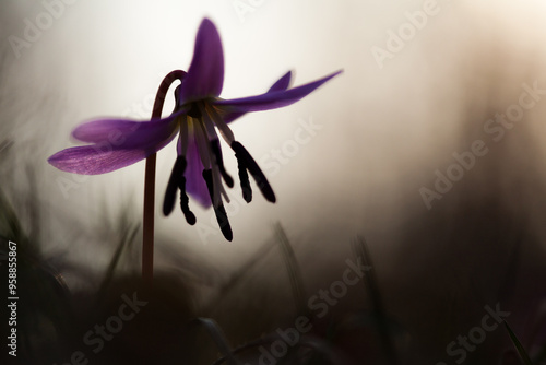 erythrone dent-de-chien (erythronium dens-canis) en sous bois, printemps, 2012 photo