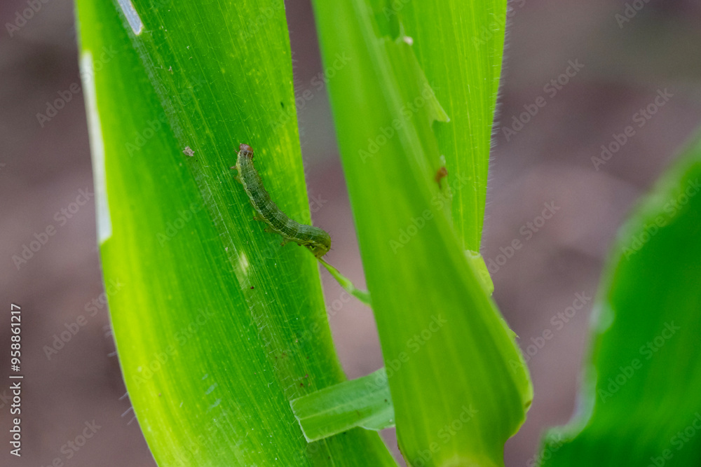 In the maize field, the armyworm attack the maize leaves, causing damage to the maize leaves, attack of The fall armyworms on maize or corn crop. In the maize field, the armyworm attack the maize leaves, causing damage to the maize leaves, attack of The fall armyworms on maize or corn crop.
