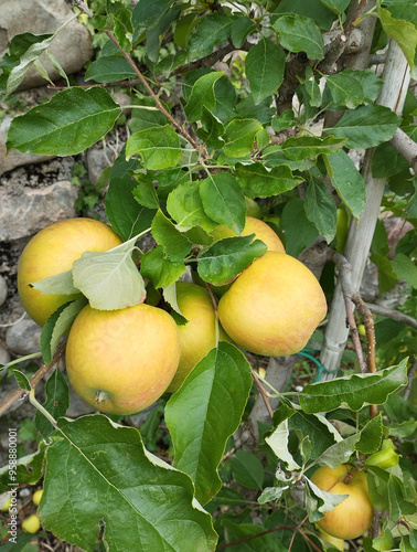 Frische Äpfel an einer Plantage am Berg, mit Steinmauer im Hintergrund. 