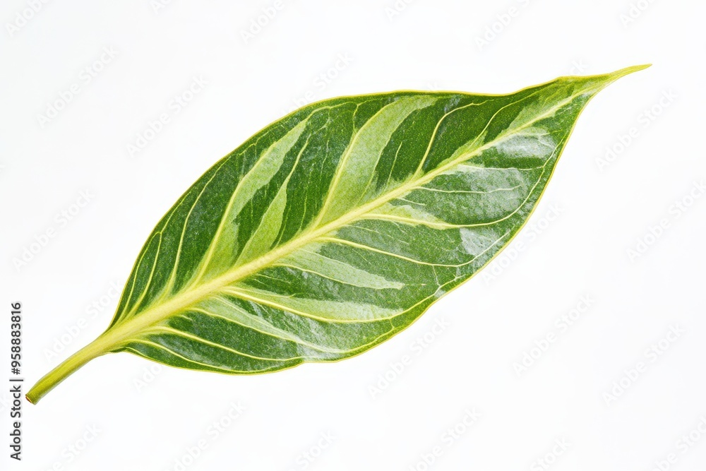 Obraz premium A close-up view of a vibrant green leaf with intricate patterns, showcasing nature's beauty and detail against a white background.