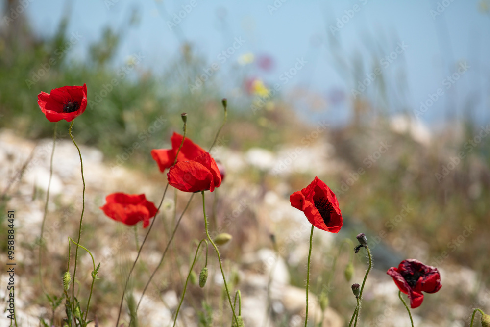 Naklejka premium wild poppies close up against beach sand