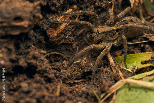 a spider with a hundred feet passing underneath