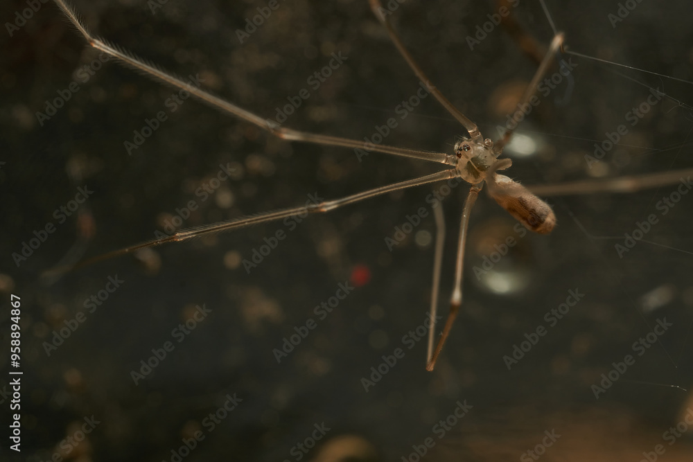 a spider with thin and long brown legs a spider with thin and long brown legs