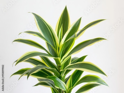 Vibrant indoor plant with striped green and yellow leaves, perfect for adding life to any space.