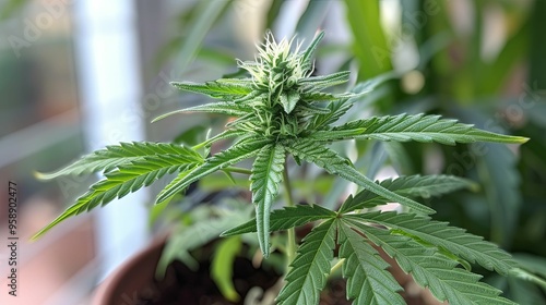 Close-up of a Cannabis Plant with Budding Flowers photo