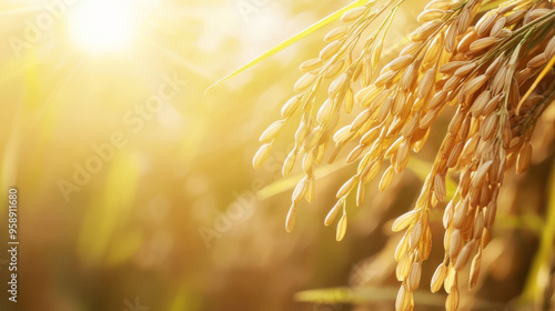 Close-up of golden rice grains on a stalk swaying gently in a lush, green paddy field under the bright sunlight.