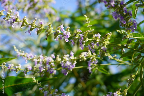 A beautiful display of purple and white flowers is growing on a tree