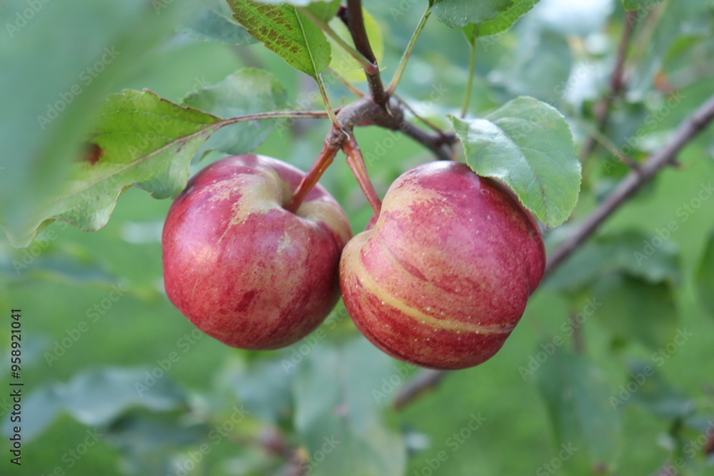 frische Äpfel noch am Baum frische Äpfel noch am Baum