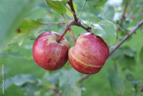 frische Äpfel noch am Baum