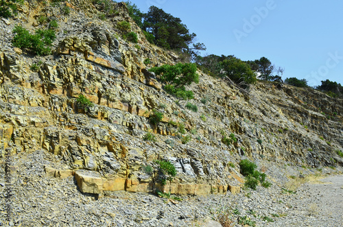 vegetation on the rocks