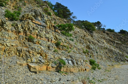 vegetation on the rocks