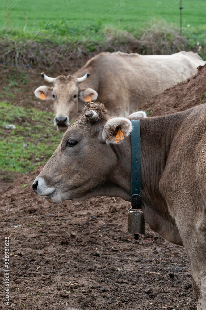 Brown cow with her bell, in profile, with another cow in the background. Brown cow with her bell, in profile, with another cow in the background.