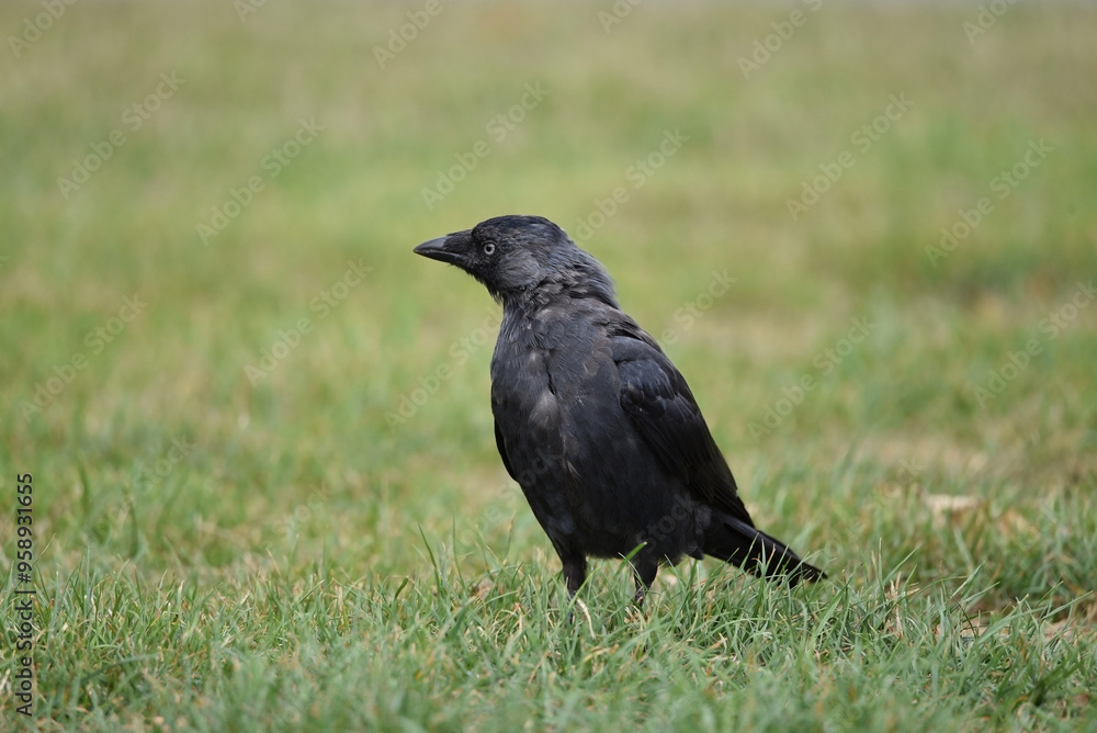 A closeup of an angry western jackdaw, coloeus monedulu, standing in the grass, seen from the side. Photo of a black bird with shallow focus. A closeup of an angry western jackdaw, coloeus monedulu, standing in the grass, seen from the side. Photo of a black bird with shallow focus.