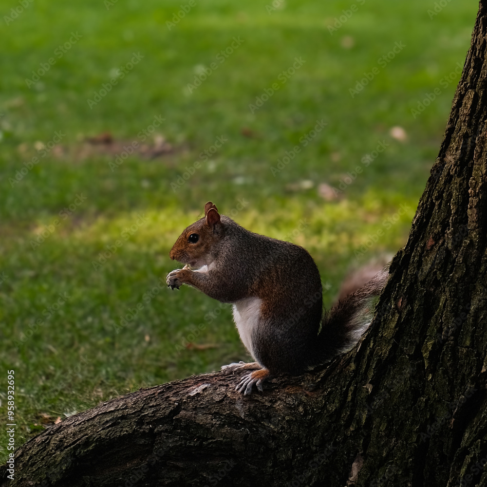 squirrel squirrel