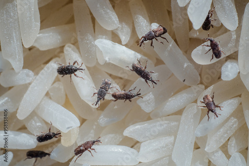 Rice moths or flour moths are eating rice that has been stored in rice storage boxes for a long time.Rice that has not been stored properly for a long time will be eaten by moths until it is damaged.