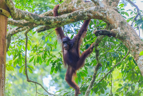 orangutans or pongo pygmaeus is the only asian great found on the island of Borneo and Sumatra photo